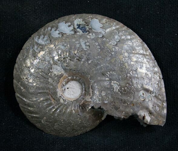 Pyrite Ammonite Oxynoticeras Oxynotum #8040